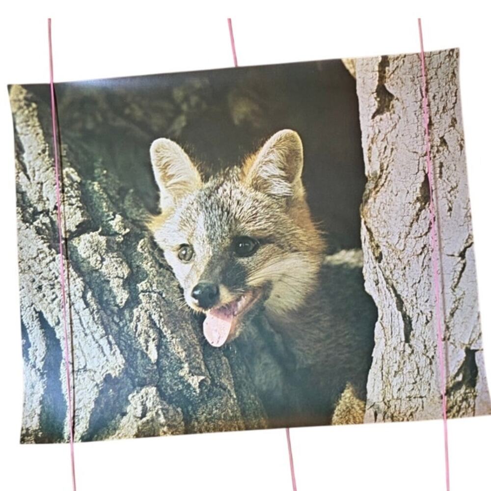 Vintage Fox Kit in Tree Hollow Poster Print - Wildlife Photography Art 20x16